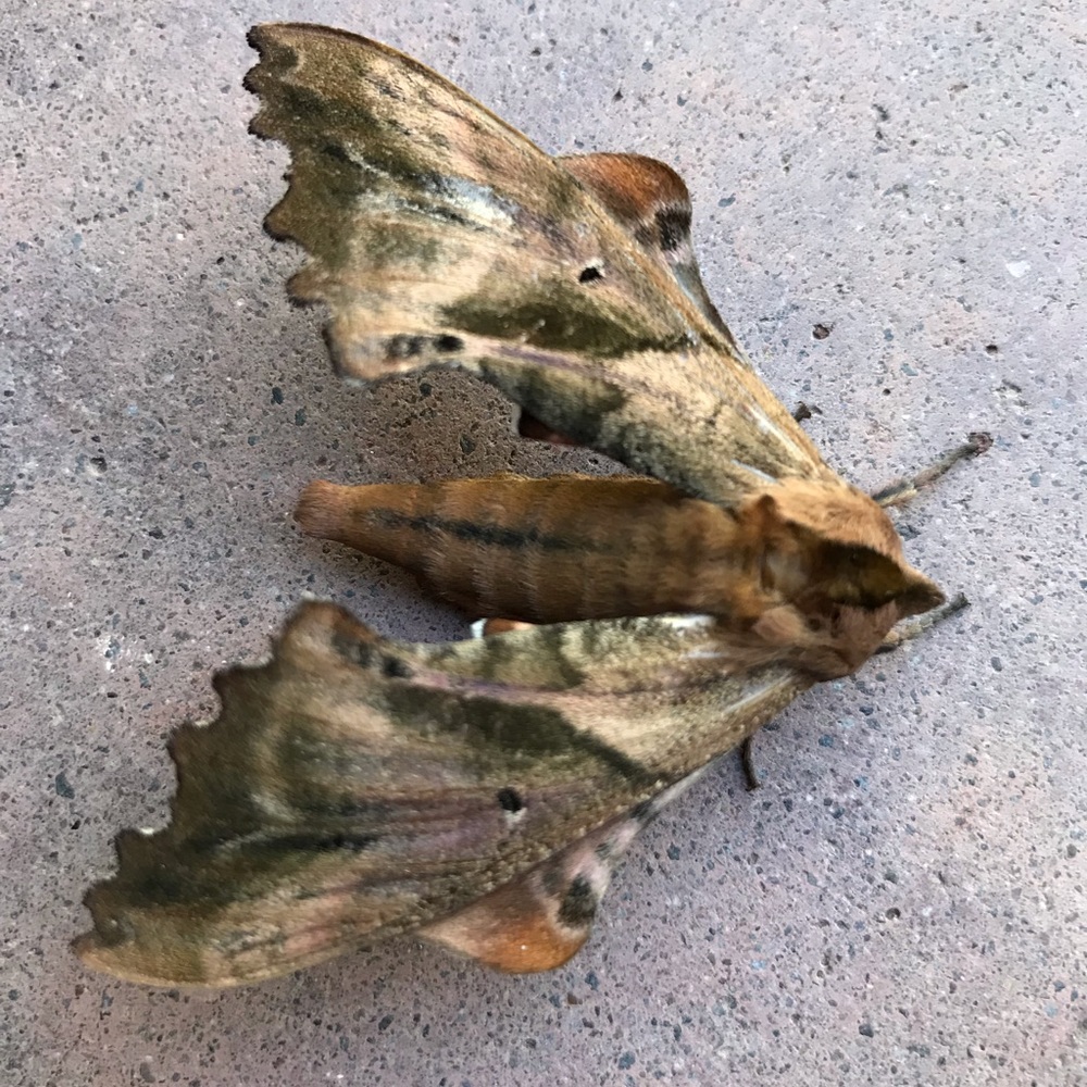 Meet your Posher, Elyse